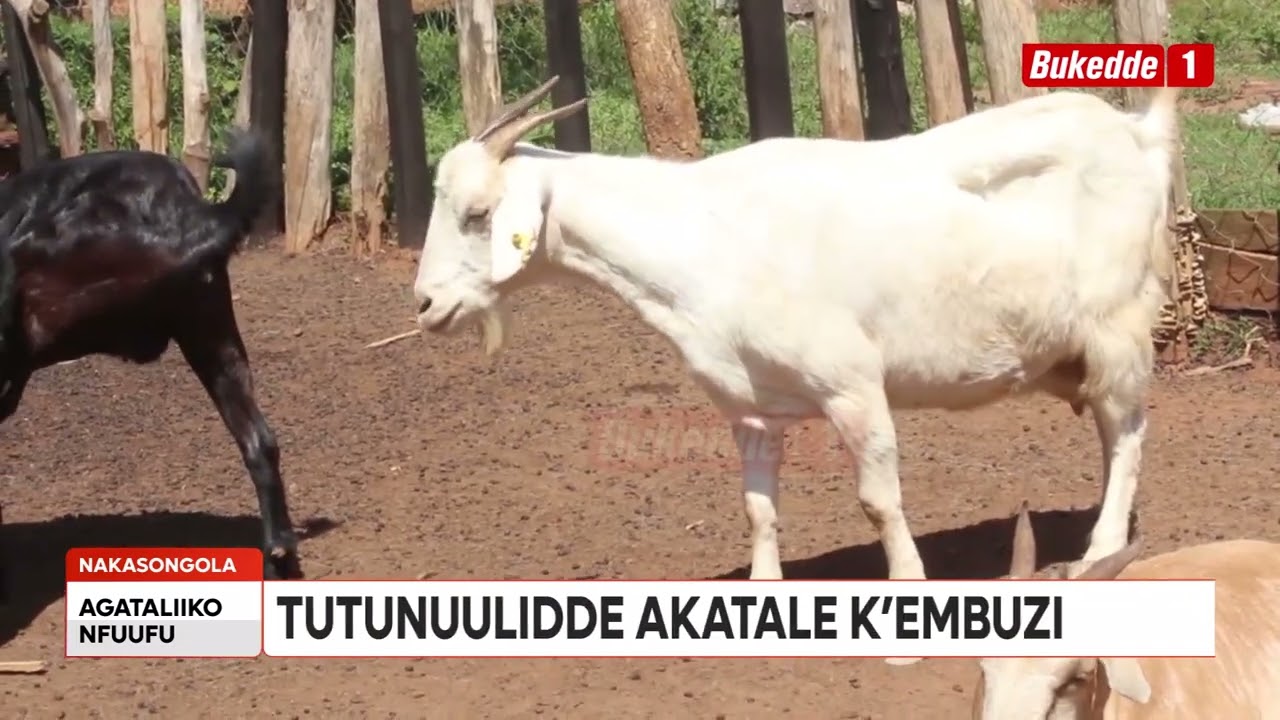 Okulunda Embuzi: Ofuna otya Akatale k'e Mbuzi? (Part 8)
