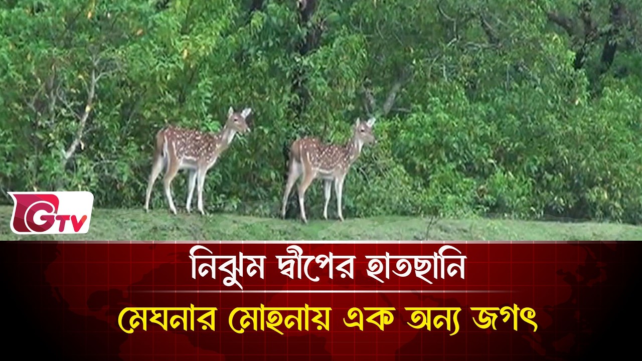 নিঝুম দ্বীপের হাতছানি: মেঘনার মোহনায় এক অন্য জগৎ | Noakhali | Gtv News