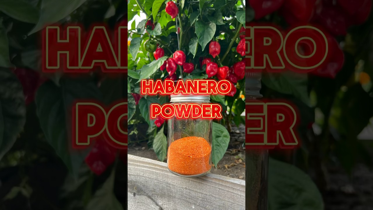 Have an excess of pepppers? Try dehydrating and making powder. #garden #gardening #dehydrating