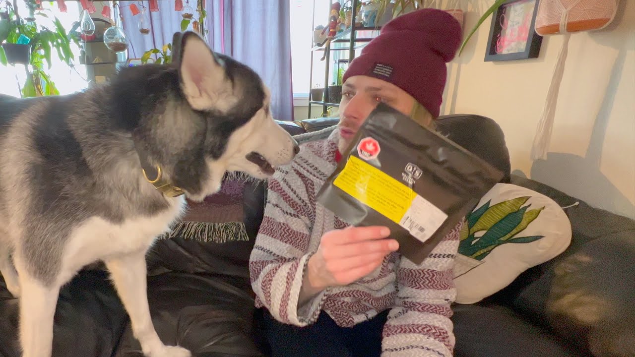 Original Stash *STRAIN REVIEW* 'OS.ONE Garlic Jelly' 🧄🦠 (BIG COMFY KUSH EP. 1)