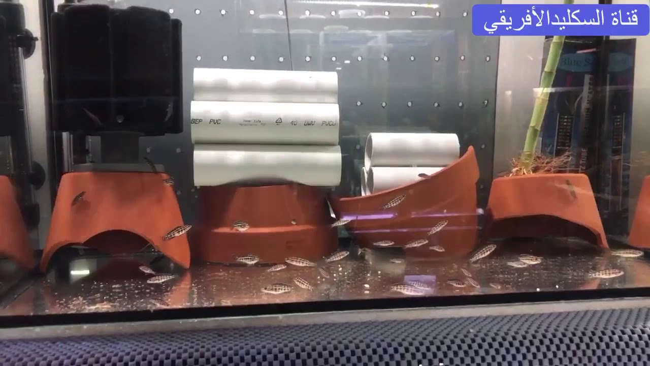 الأسماك التي قمنا باأنتاجها من خلال القناة