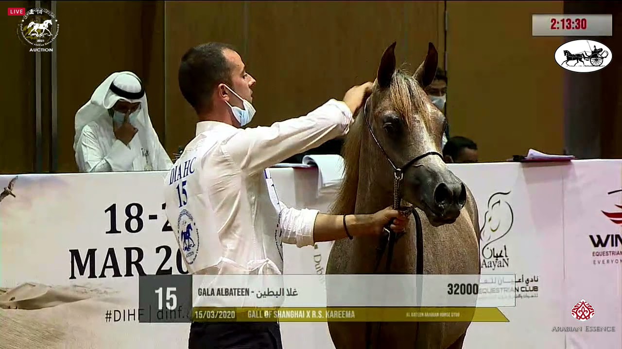 Dubai Int  Arabian Horse Championship 2021 - AUCTION - Part 2