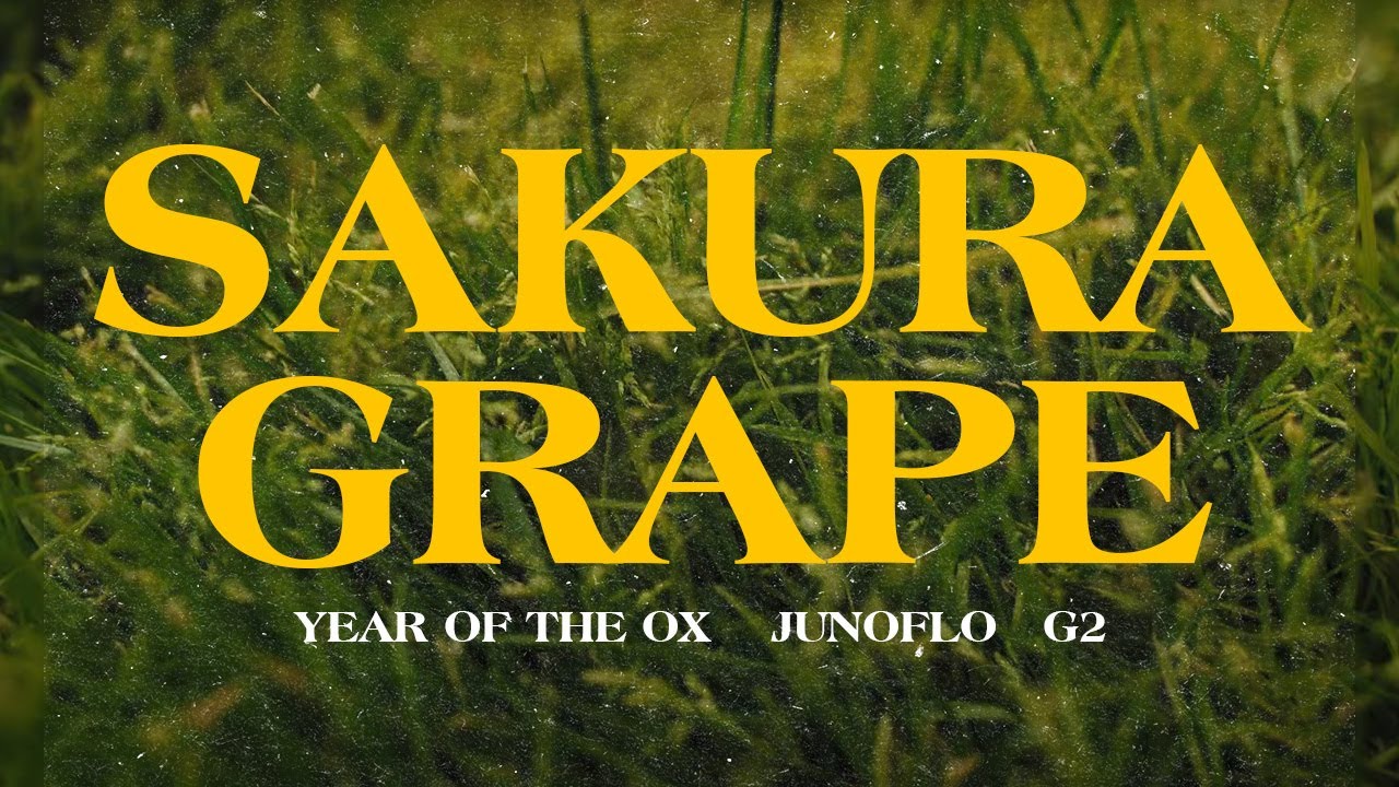YEAR OF THE OX - SAKURA GRAPE feat. JUNOFLO & G2