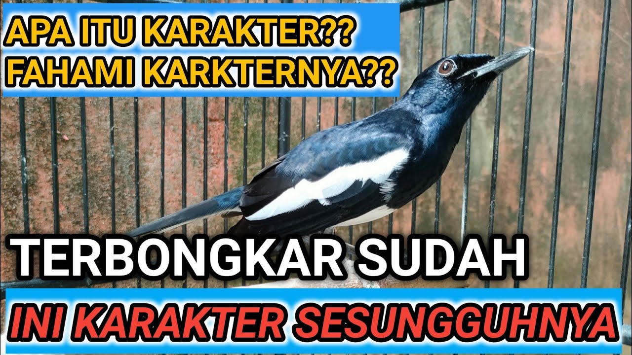 KARAKTER ITU APA SIH??? BURUNG KACER PUNYA KARAKTER???? DR KACER NEW