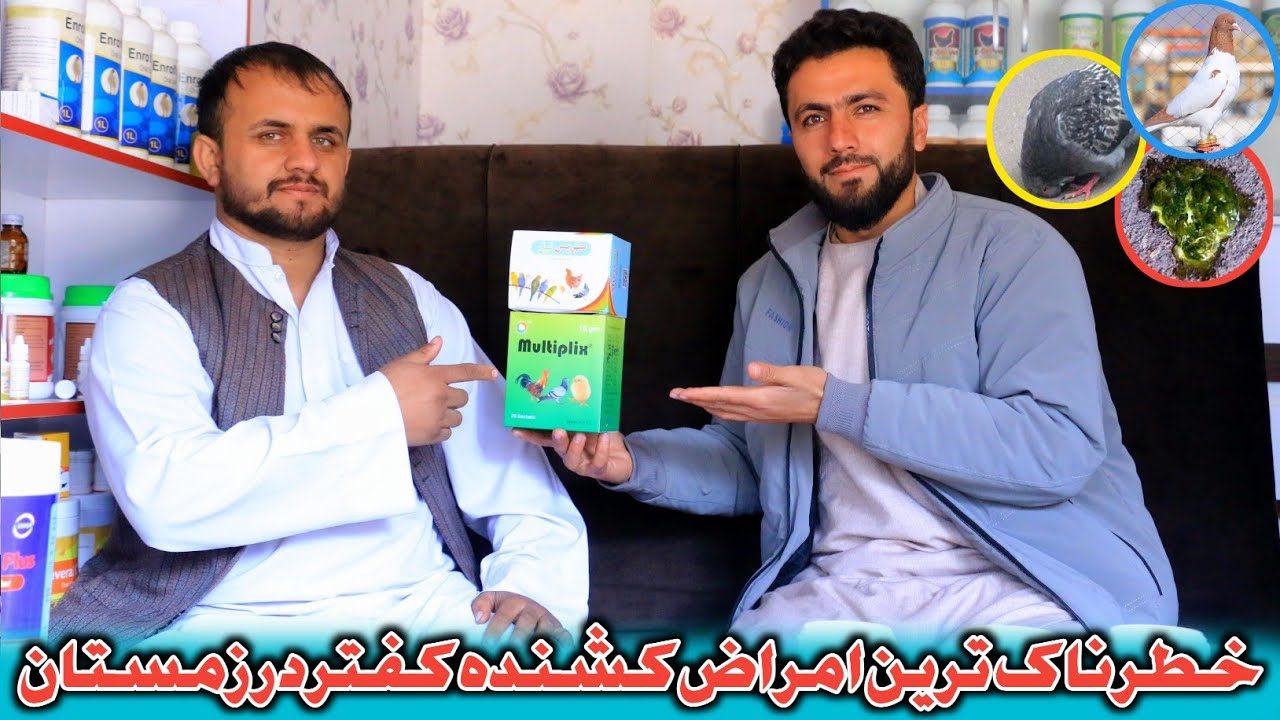 تداوی کله گنسک|خطرناک ترین امراض کشنده کفتر درفصل زمستان|داکتر شوق خود باشید،نکات اساسی نگهداری کفتر