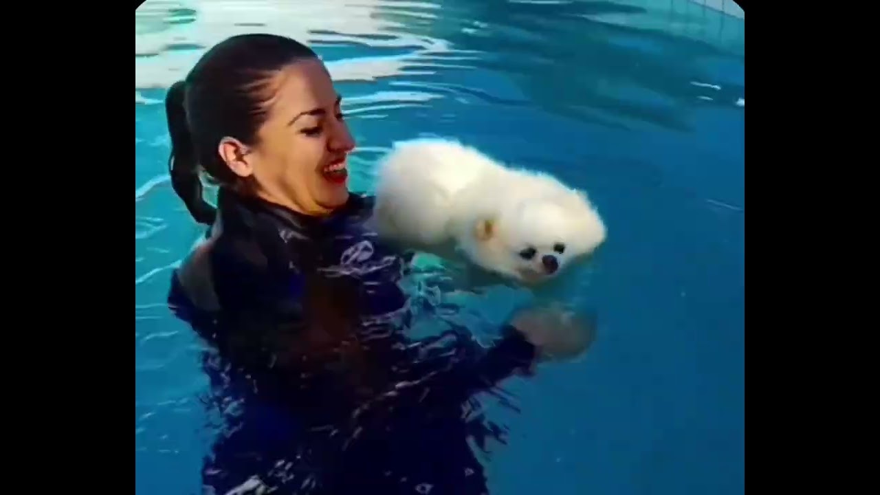 Hotel para c&atilde;es e gatos Cabr&aacute;lia. Mais de 11 anos de experi&ecirc;ncia (71)99937-4215 WhatsApp 