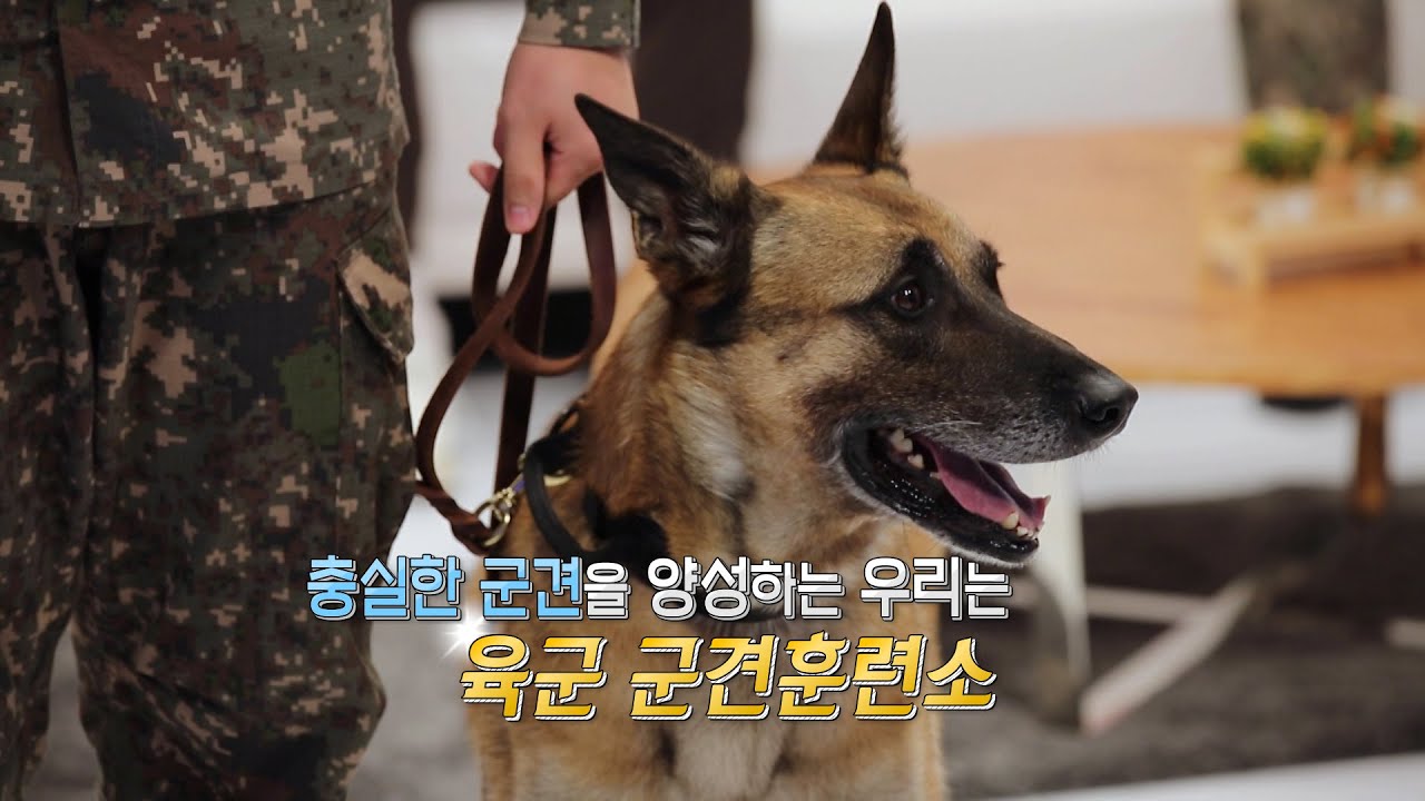 육군 군견훈련소 (2편)(충성tv) | 문신에 대한 편견으로 생기는 인권침해 사례 [행군기 432회] | 국방홍보원