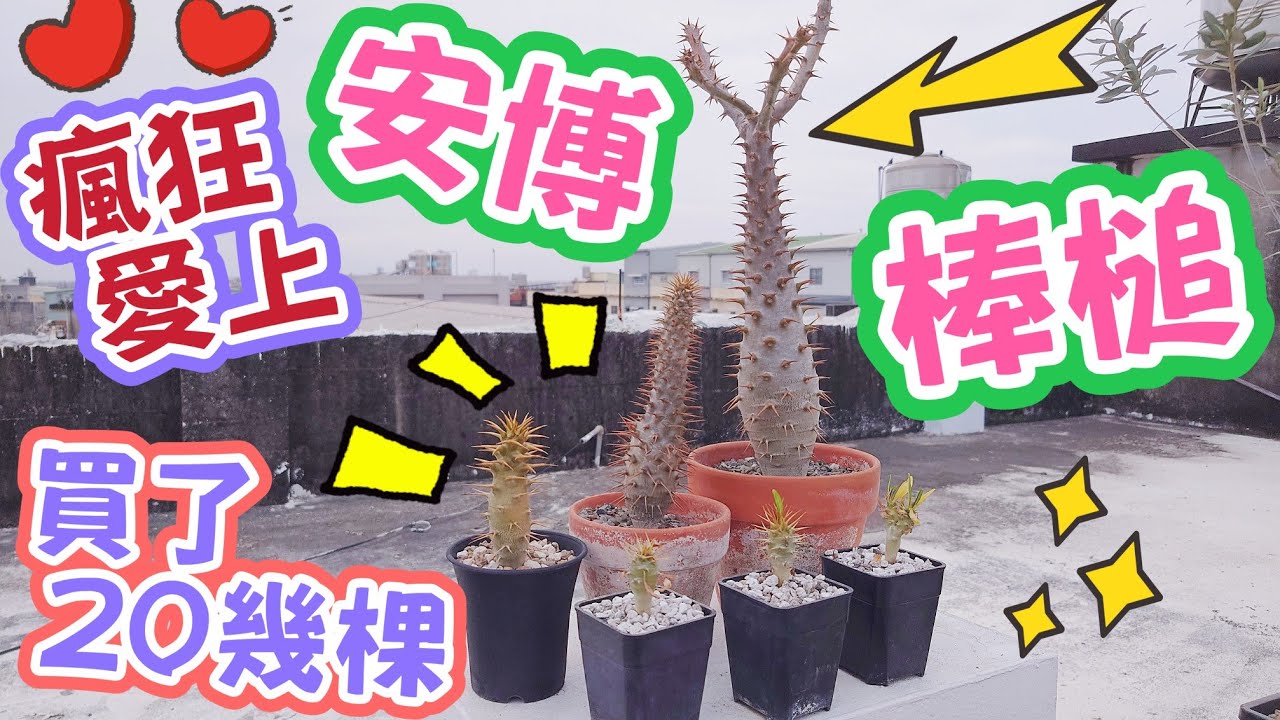 ［跟著阿郁種］安博棒槌#塊根#塊根植物#龍舌蘭#多肉植物#多肉#盆景#盆栽#沙漠玫瑰#花園#植物#植物燈#生活#有趣#開箱#療癒#鹿角蕨#觀葉植物#花市#園藝#田尾#教學#花#栽培#秘訣#日常#投資
