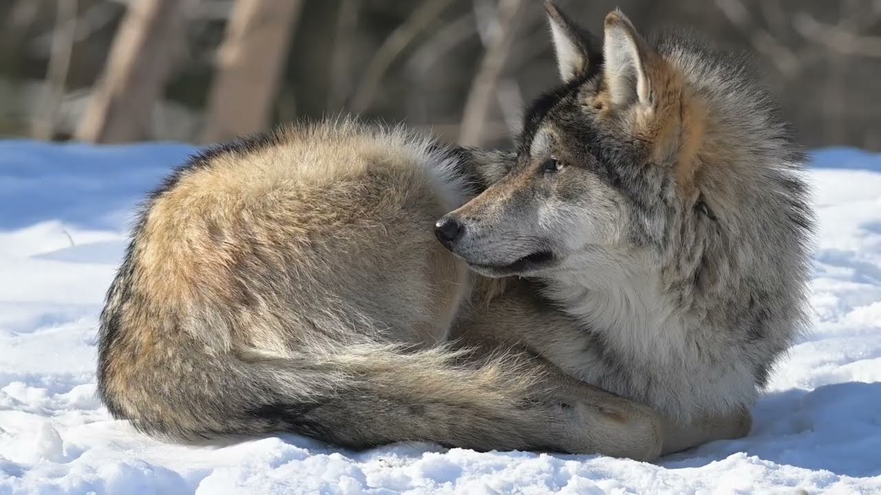 Happy Holidays from Brookfield Zoo Chicago!