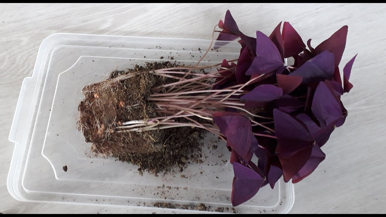 Süs yoncası (uyku yoncası) nasıl çoğaltılır? - How to reproduce oxalis triangularis?