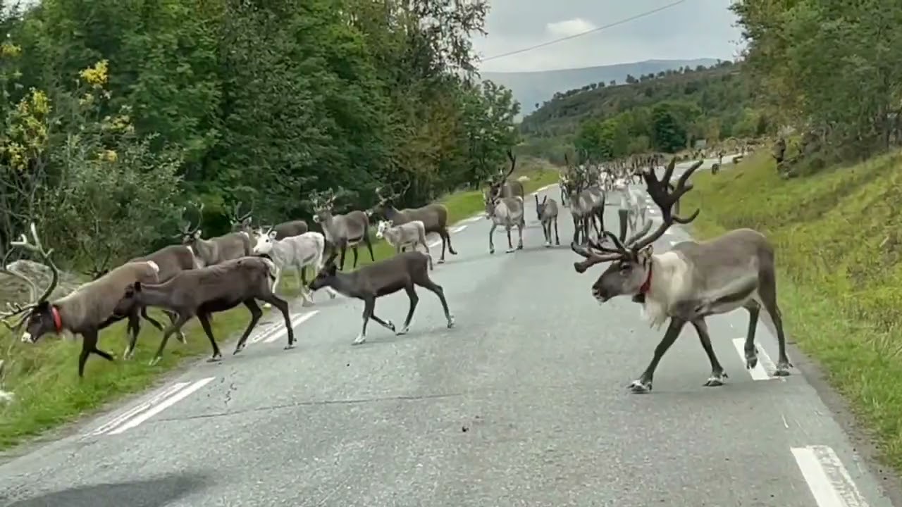 Norwegen 2022 Rentiere auf einer Strecke von ca 1 km bei  Langfjordbotn Video 12