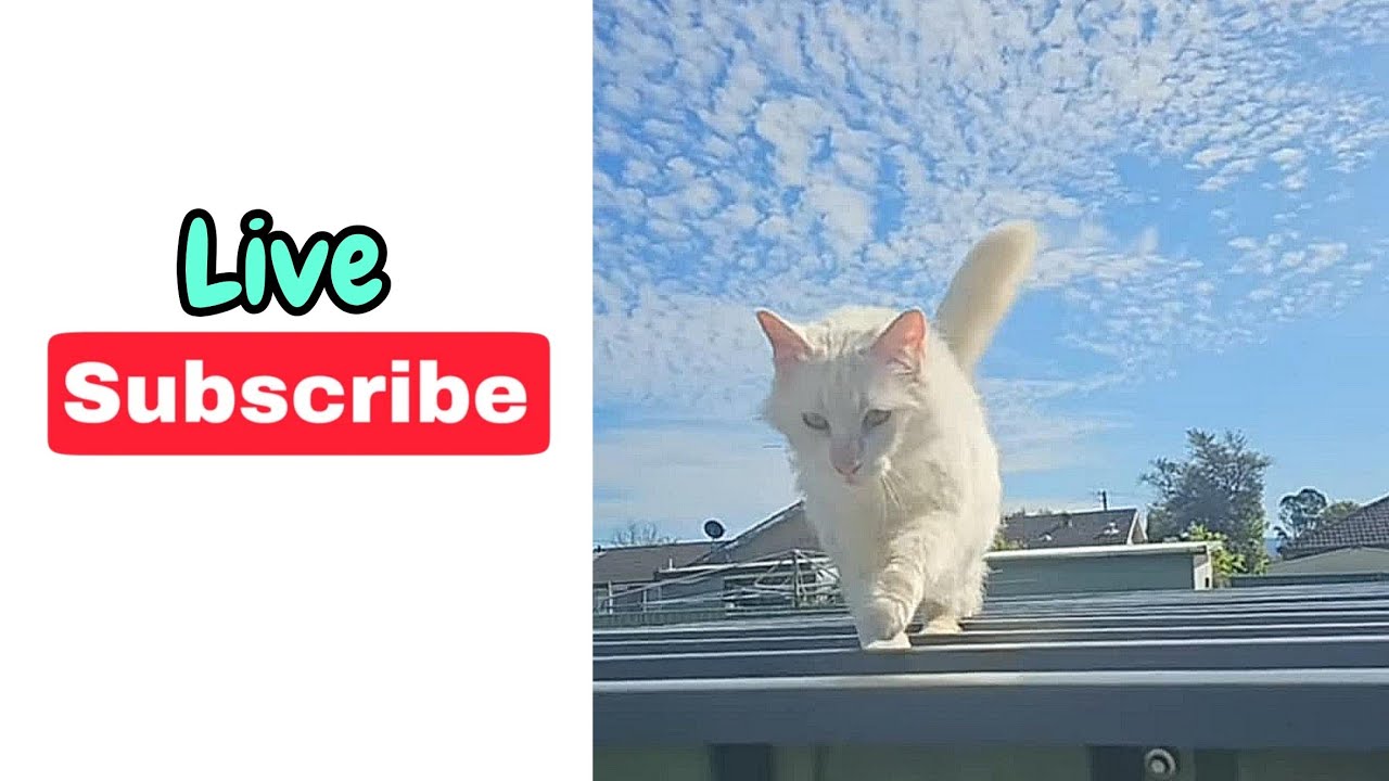 Friday Fun Live Stream