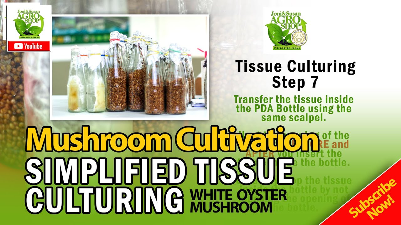 SIMPLIFIED TISSUE CULTURING | WHITE OYSTER MUSHROOM