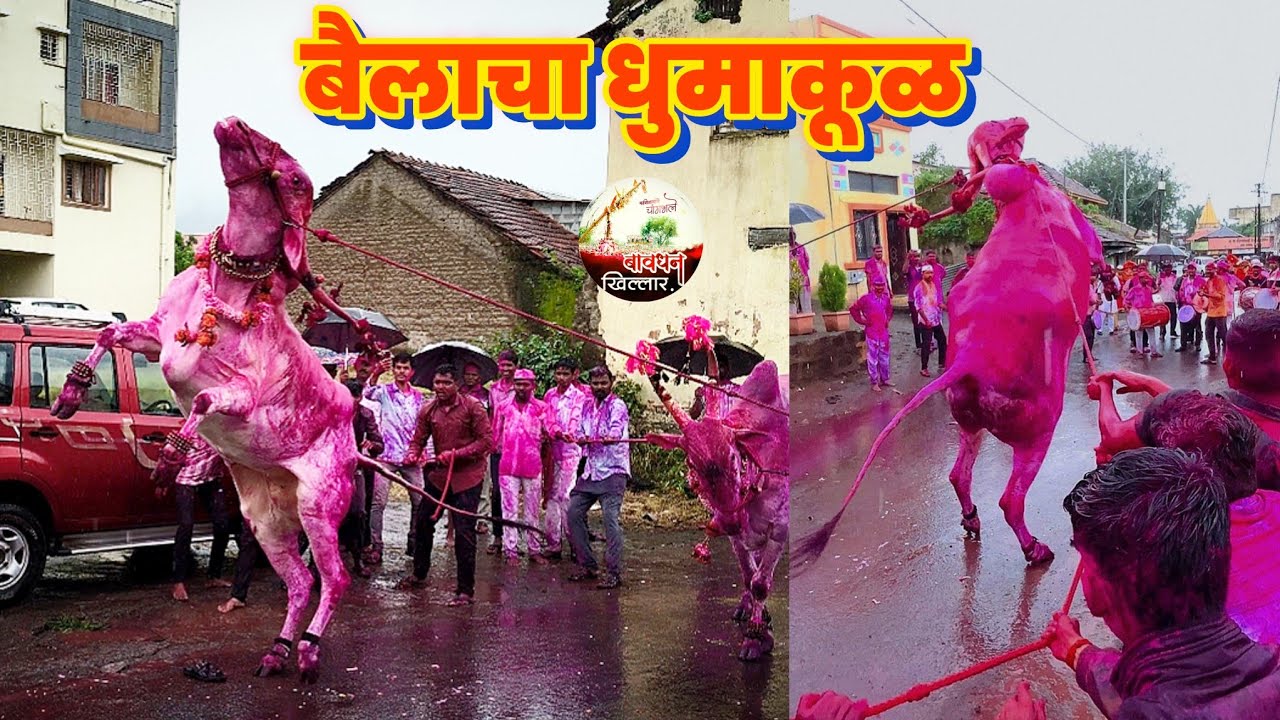 बैल राहीला दोन पायांवर उभा.बावधन बेंदूर 2025🚩बावधन शाही बेंदूर 🚩🚩