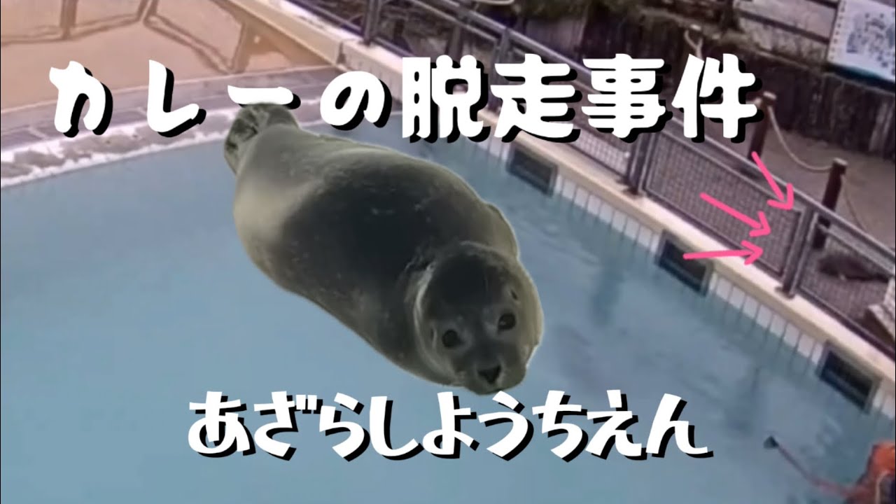 アザラシ幼稚園　華麗なるカレーの脱走