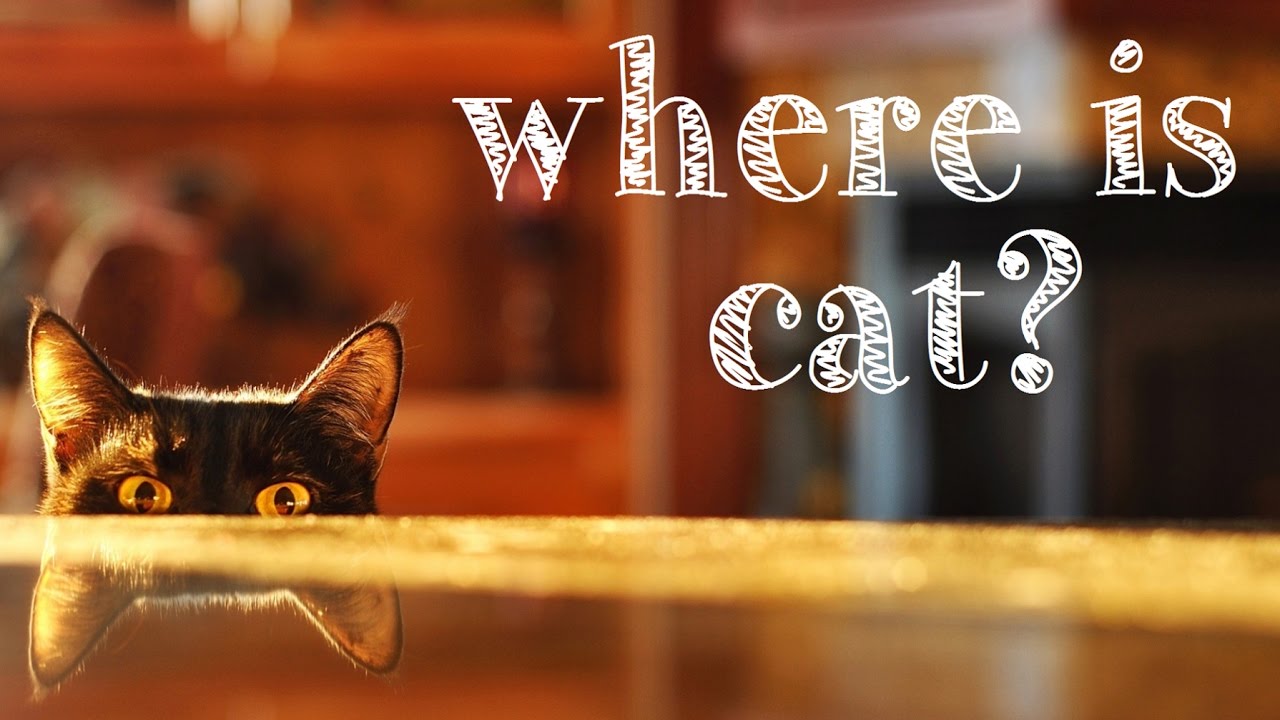 Where is Cat? | A Bart Bonte Game