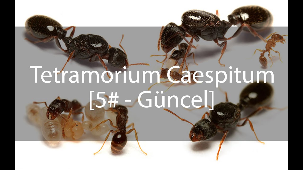 Tetramorium Caespitum Journal / Günlük - 5