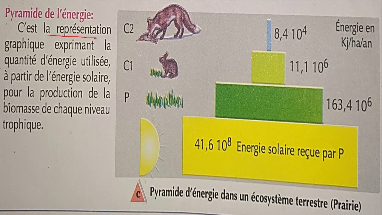 Partie 2 - Pyramides de biomasse et d'énergie - Flux d'énergie  et de la matière dans l'écosystème.