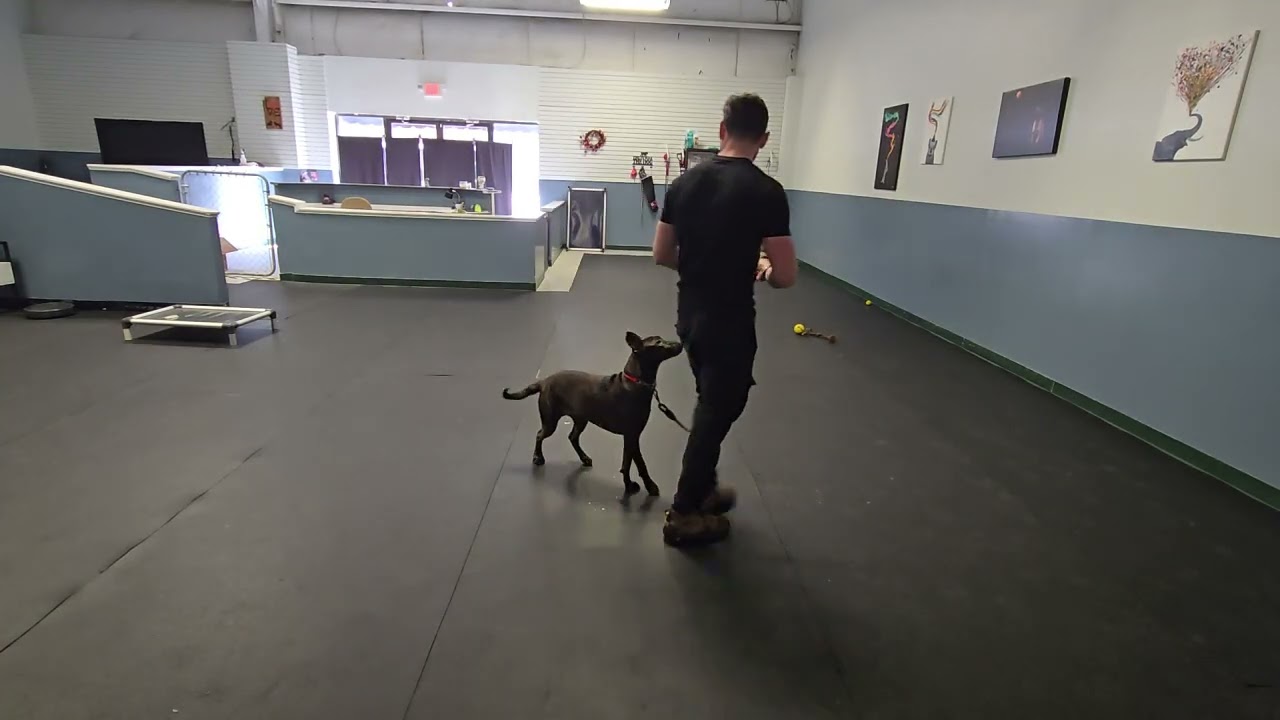 Isla obedience