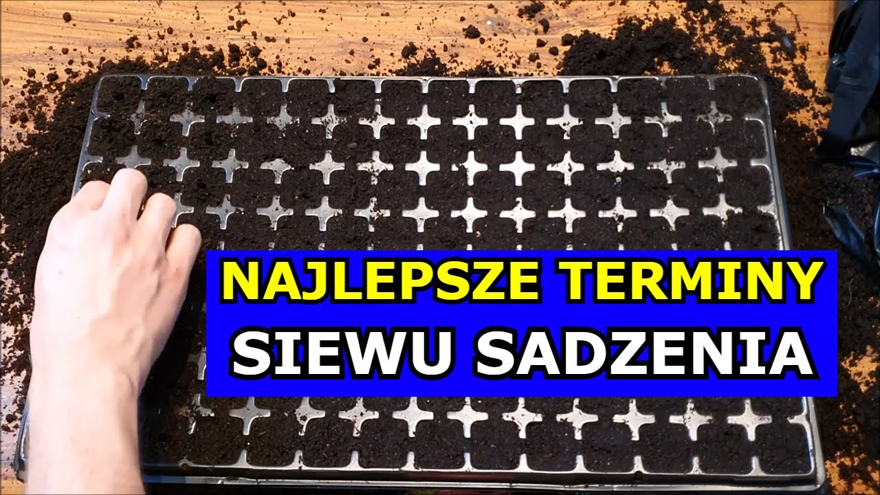 W TYM TERMINIE siej sadź Pomidory, Paprykę, Ogórki, Por 60 innych Warzyw. Najlepszy Terminarz siewu.