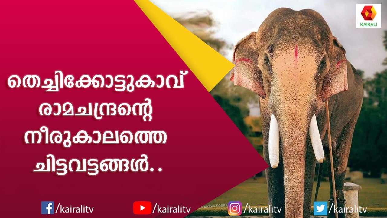 തെച്ചിക്കോട്ടുകാവ് രാമചന്ദ്രൻ   | Thechikkottu Ramachandran | Part 2 | E for Elephant | Kairali TV