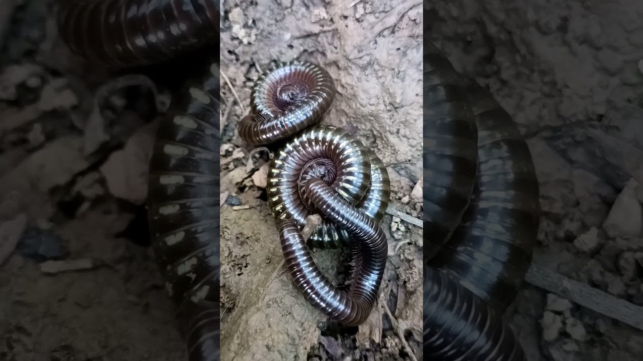 Giant millipedes hunting in the forest #millipede #insects