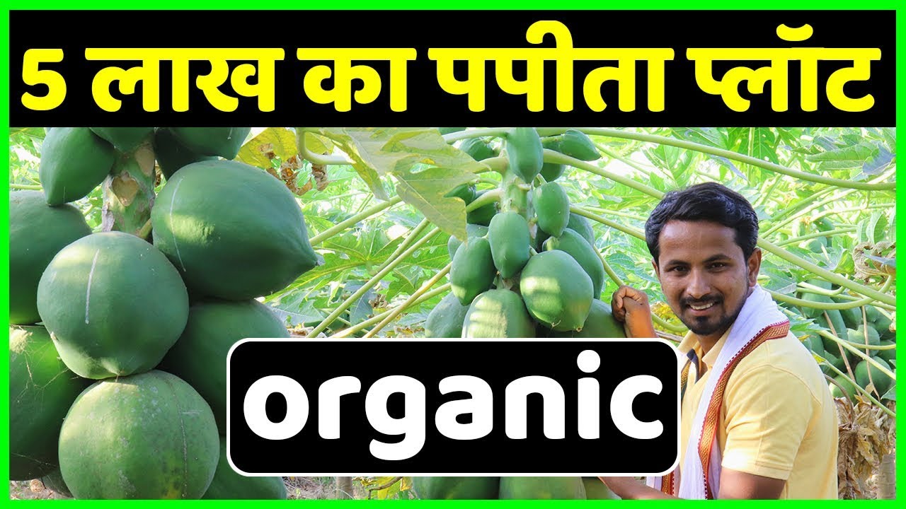 मालामाल पपीता खेती🤑🤑Profit, Marketing, Variety, Harvesting | Commercial Papaya Farming A to Z