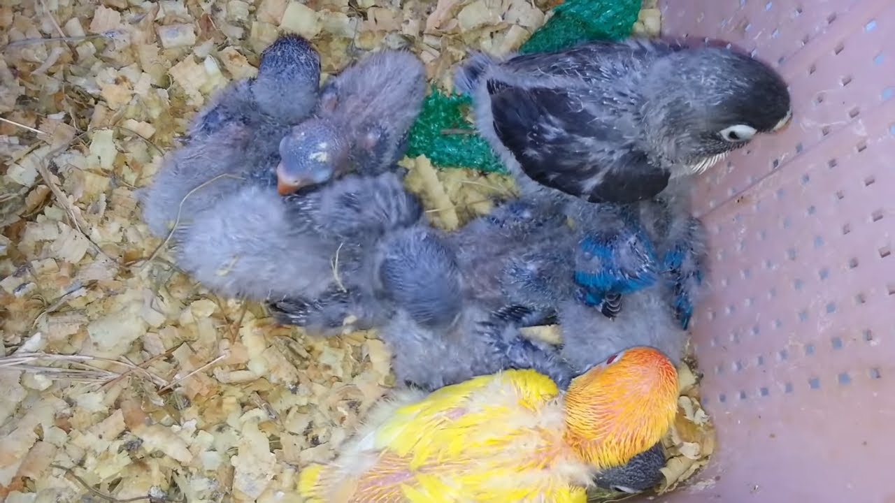 Hand Feed of All Lovebird Babies