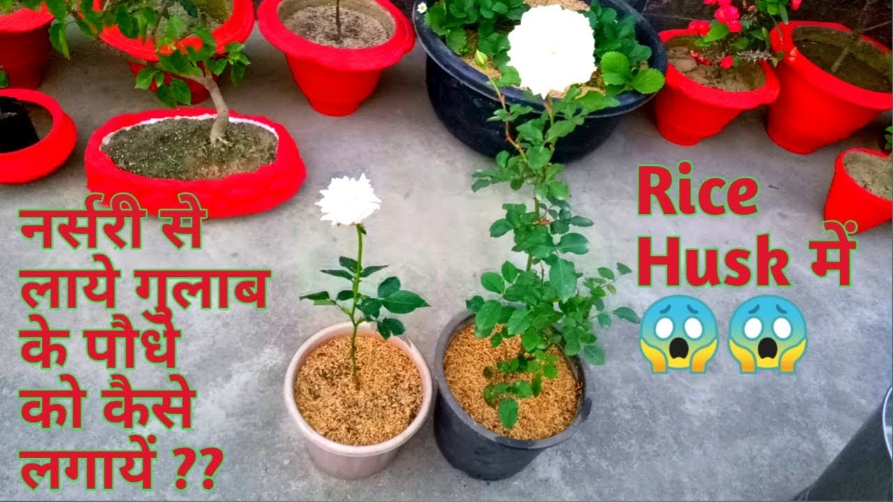 नर्सरी से लाये गुलाब को कैसे लगायें// Rice Husk  में गुलाब लगायें