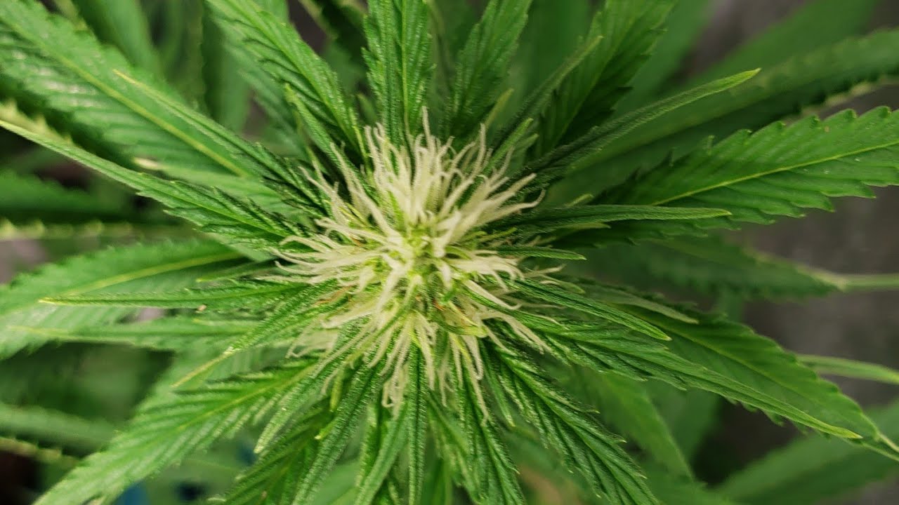 Day 50 from sprout, Day 20 of flower the #marshydrosp150 over my alaskan purple x og kush