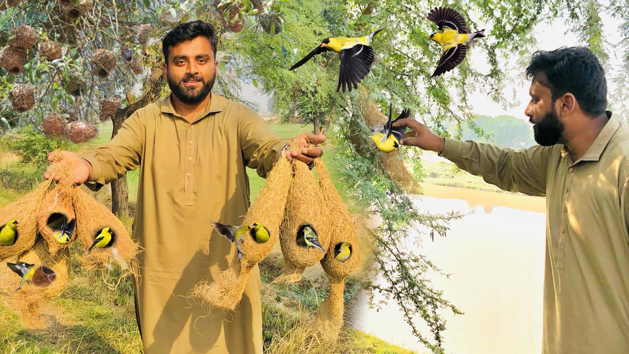 Aaj Hum Ne Nayab Finches pkry 🥳 || How to Catch a Bird||Dihat Main Ronak