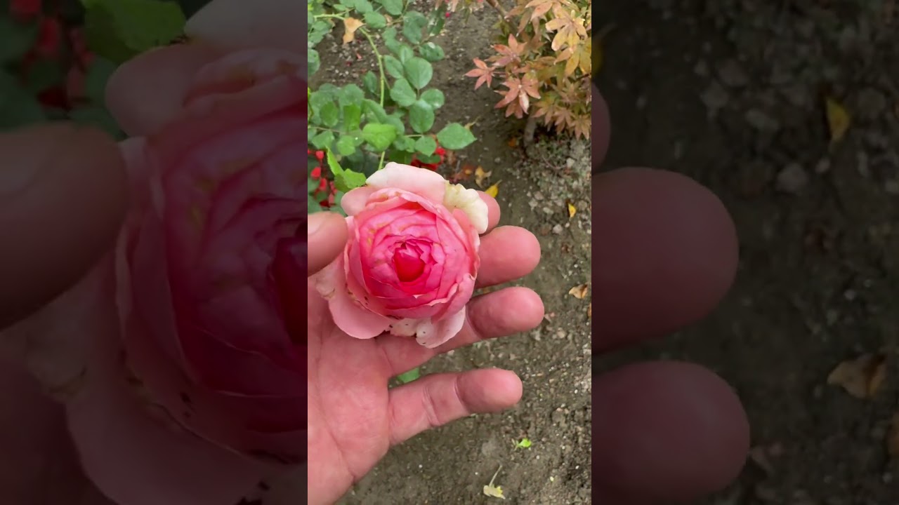 Магнолия 6-октябр
