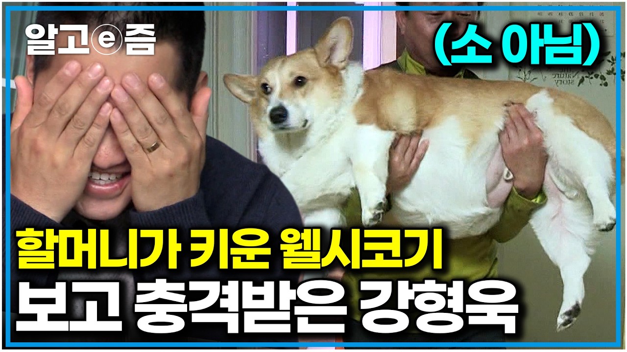 &ldquo;중성화하고 나니까 딱하더라고요..&rdquo; 너무 많은 사랑 받다가 32kg 된 웰시코기. 강형욱의 비만견 다이어트 솔루션｜세상에 나쁜 개는 없다｜알고e즘