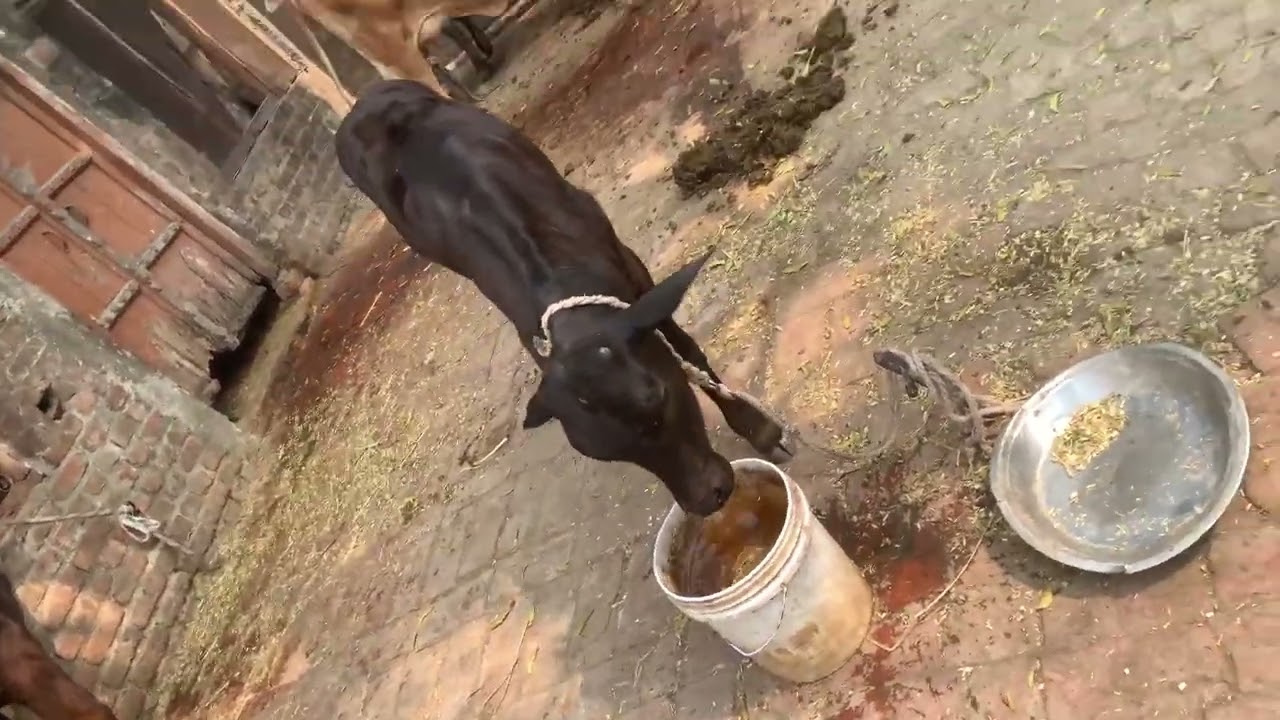 cow 🐄 family ko water 💦, food , nd enjoy krte hue | @ympshivay01 | #cow #trending #viral #funny 