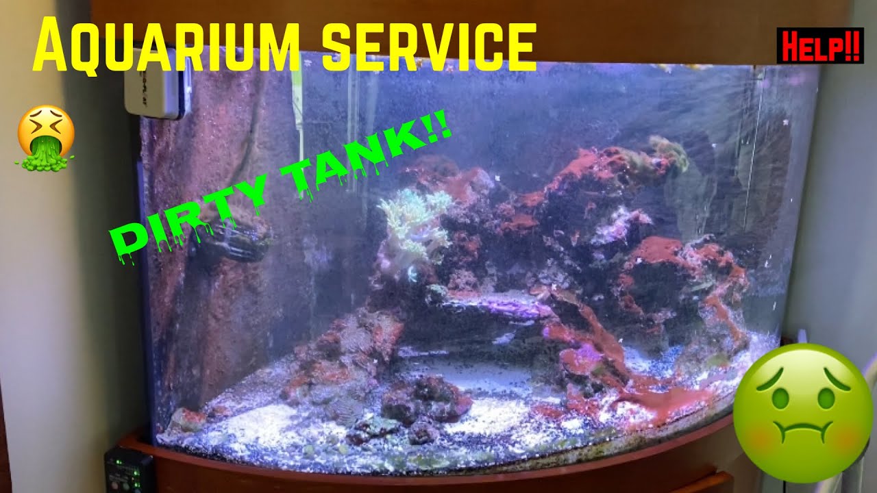 Dirty Aquarium cleaned!
