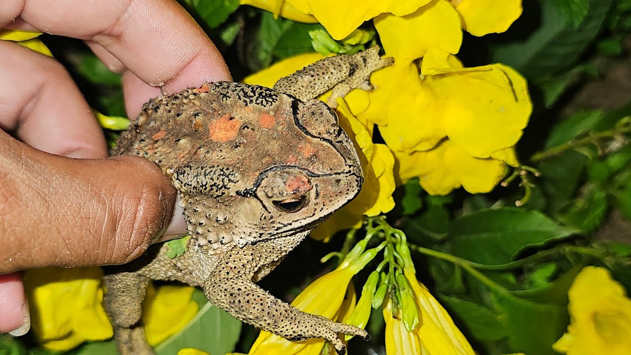 caching toad tonight. this toad so cute.