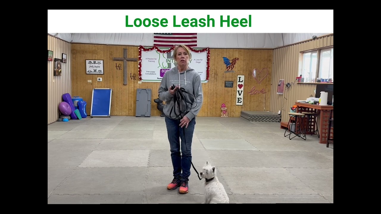 02 - Pearl working on a no pull heel with Shelly Bayless @ik9trainers551 