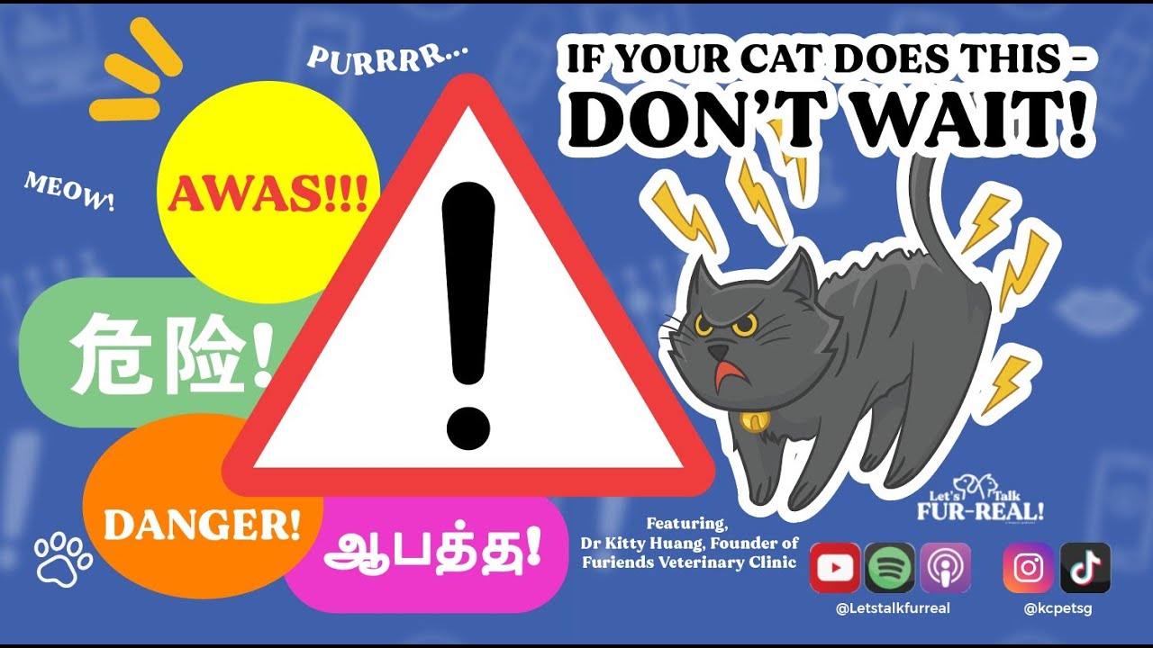 If your cat does this - DON'T WAIT! Featuring Dr Kitty