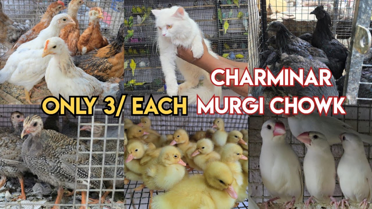 Yaba bird's point murgi chowk Hyderabad | Budgies | bird's | pigeons | cat's | chick's & more pet's