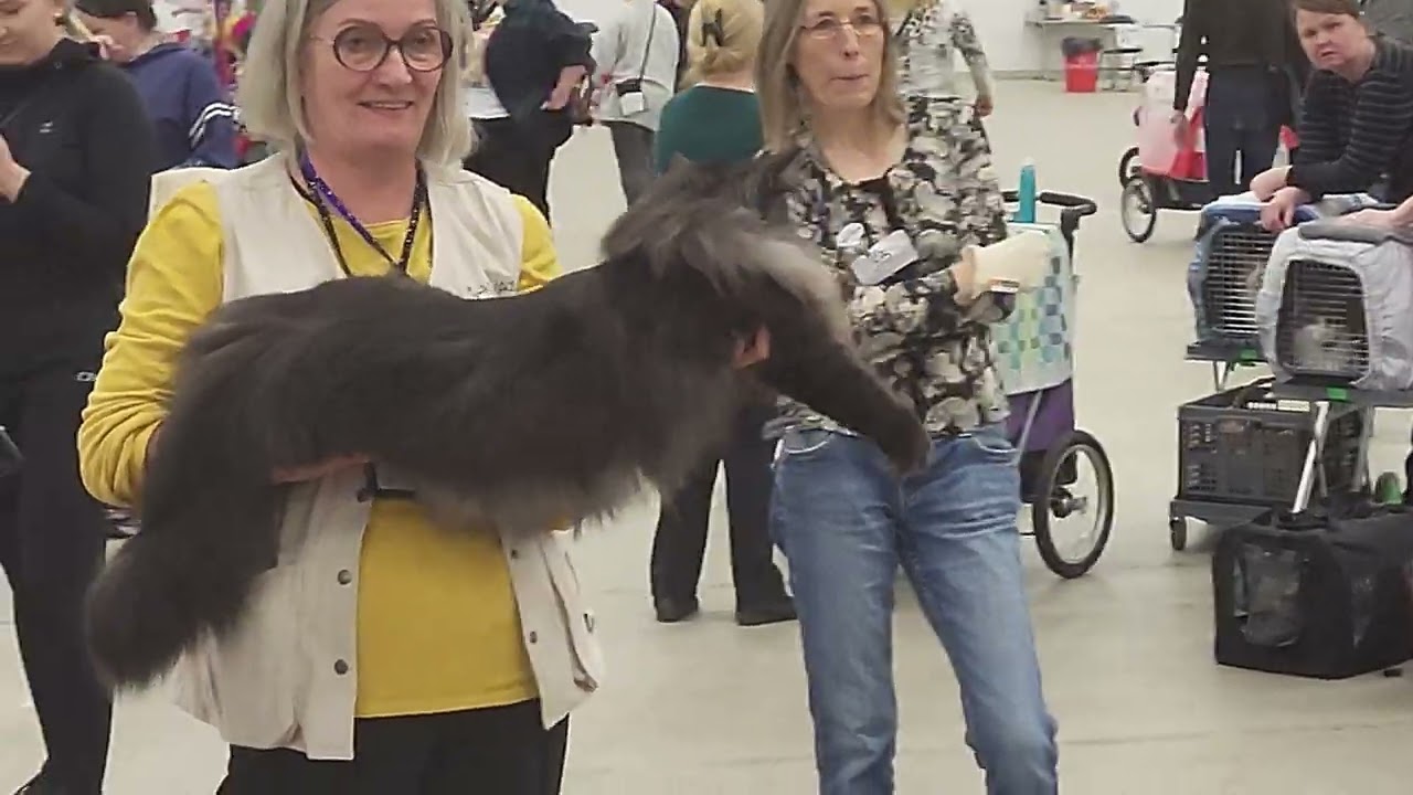 FIFe International breed cat show in Turku/Åbo Finland . Norwegian, Maine Coon, Siberian cats.