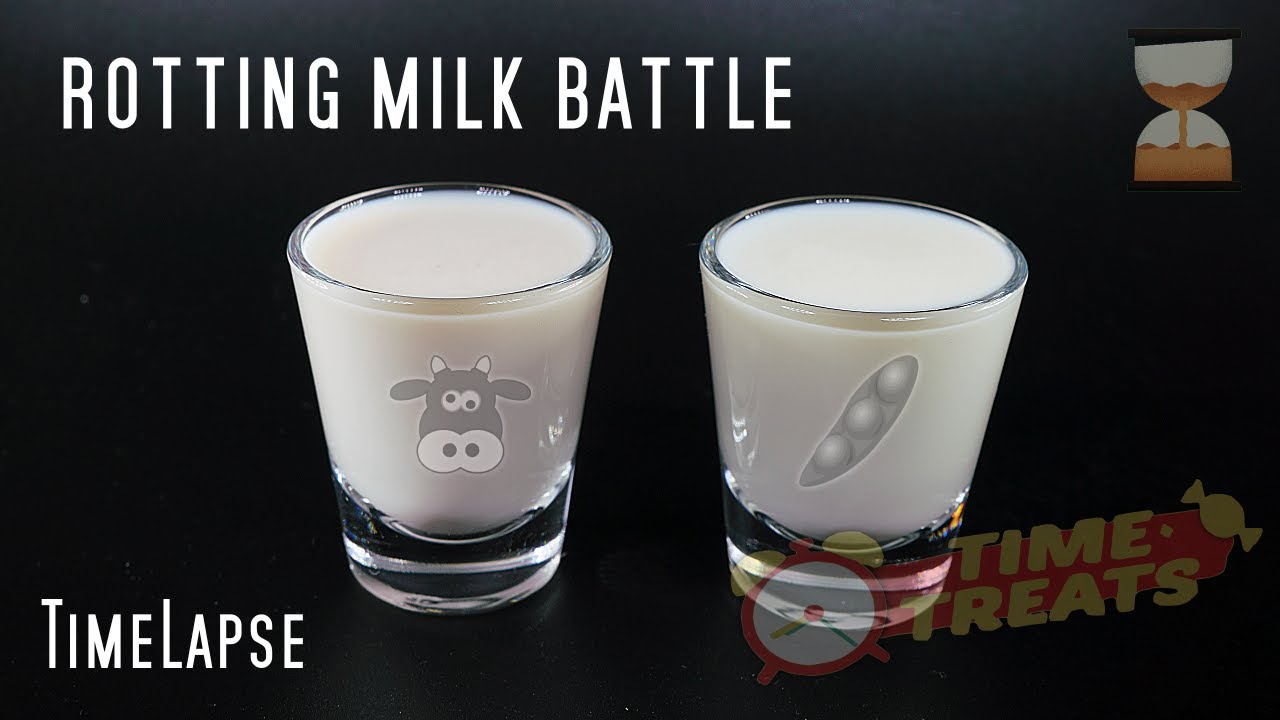Rotting Battle: Cow's Milk vs. Soy Milk  - Mold Decomposting Timelapse