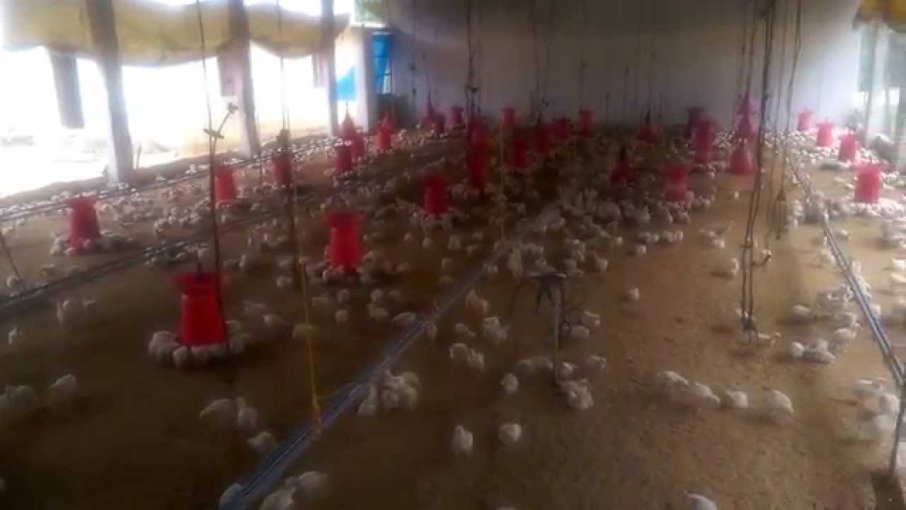 Nipple drinkers for broiler chicken