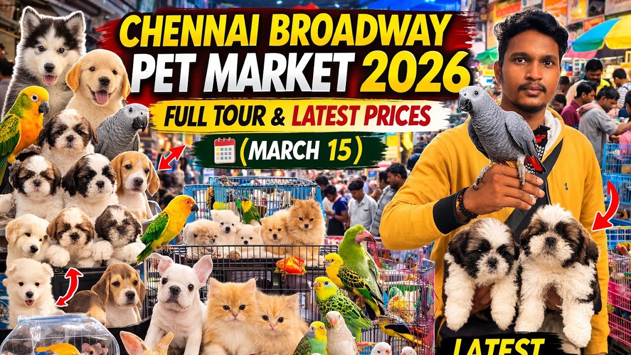 Chennai Broadway Pet Market 2026 | Full Tour, Latest Prices & Rare Exotic Birds