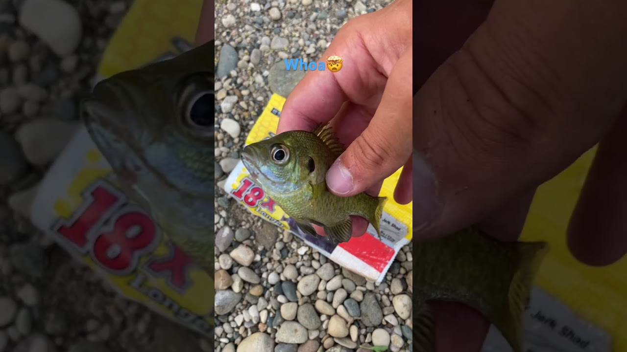 CRAZY Realistic Baits!🤯🐟 #fishing
