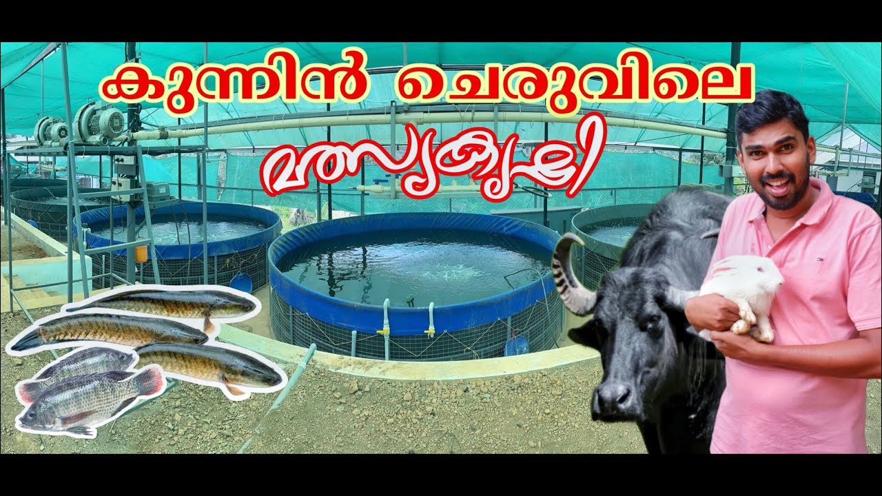 10 ഏക്കർ കുന്നിൻചെരുവിലെ Mixed farming