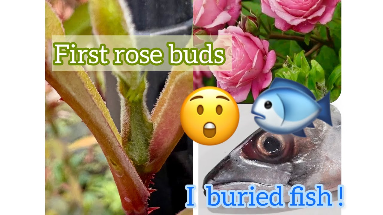 Первые розовые бутоны | Я закопала рыбу, и вот что получилось 😲😱🐟