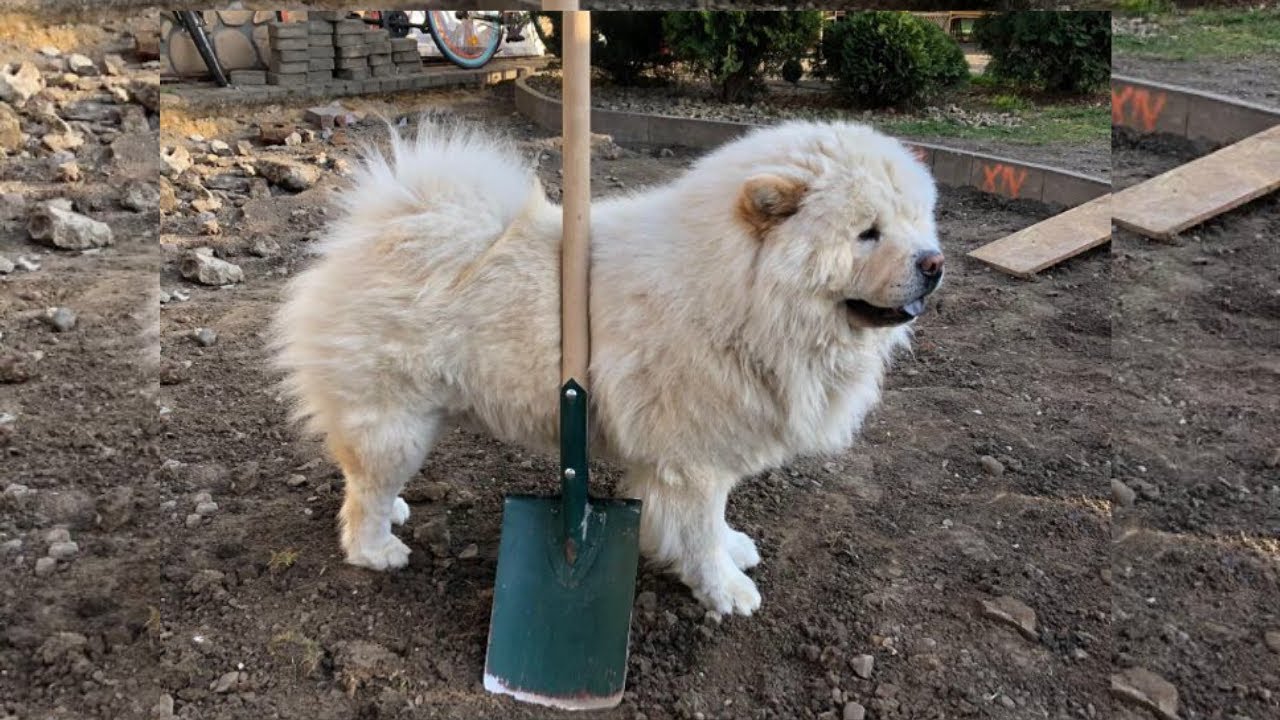 Moje psiaki są cudowne 😍 Chow chow dostał porannej głupawki 😂