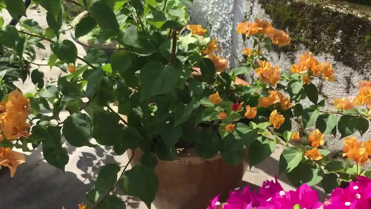 Baja RbB baja jimat