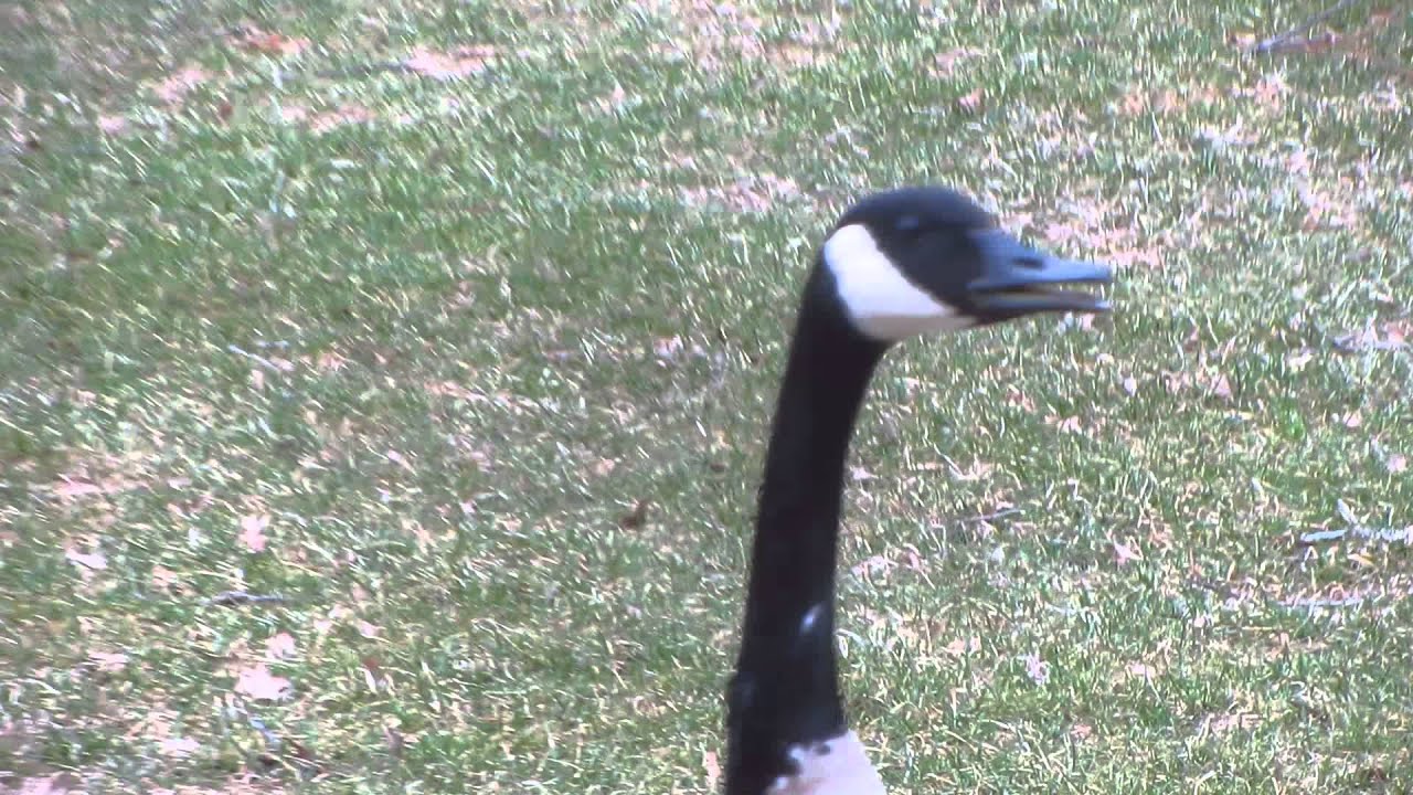 Goose Honking in Kokomo, IN