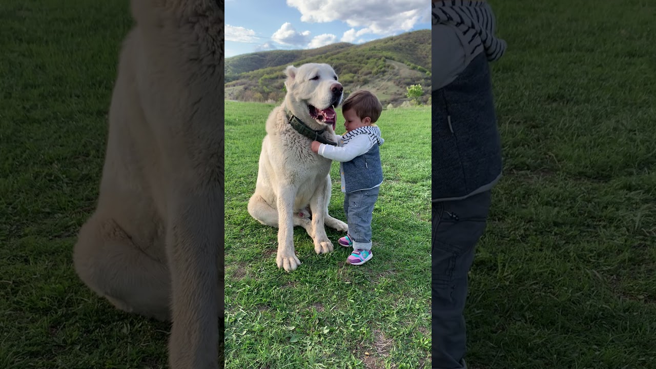 ქართული ნაგაზი,Грузинская овчарка (Georgian Shepherd Dog)